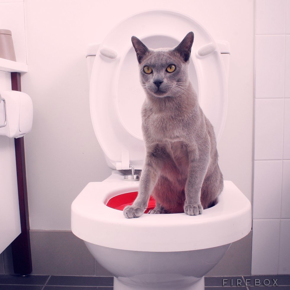 cat toilet robot