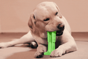 Bristly: Toothbrush for Dogs